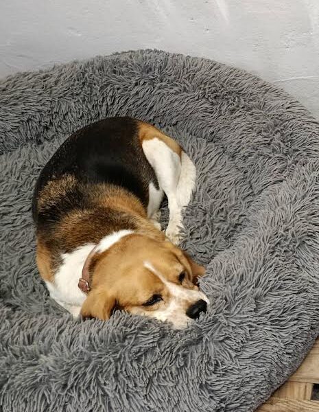 Zaginęła suczka Beagle