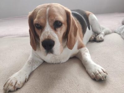 Zaginęła suczka Beagle