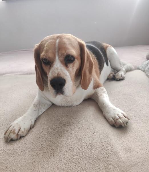 Zaginęła suczka Beagle