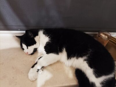 Zaginęła kotka okolice miejscowości Wiąg