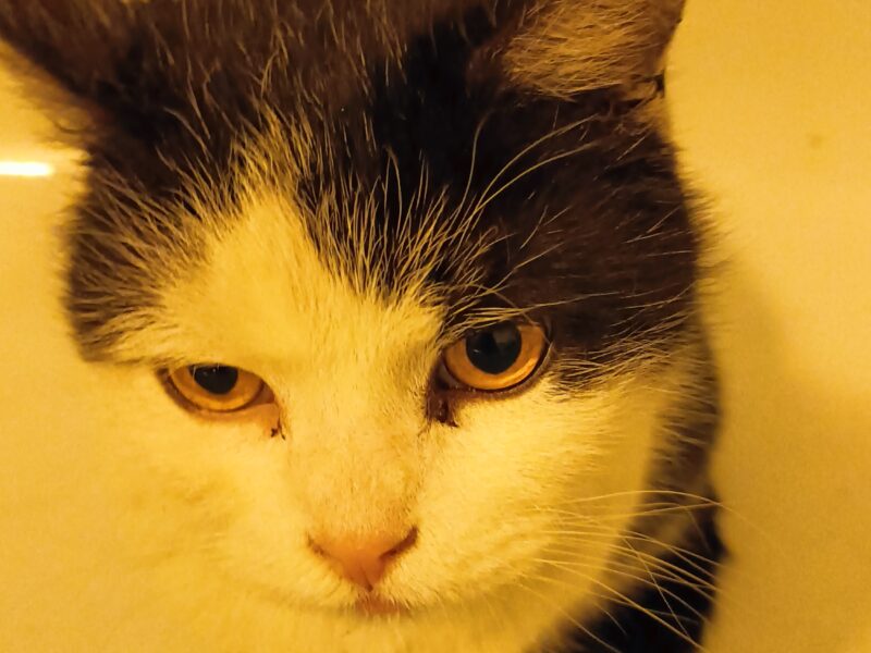 KOT ODNALEZIONY - Zaginął łaciaty kocur Bobek - Dąbrowa Górnicza