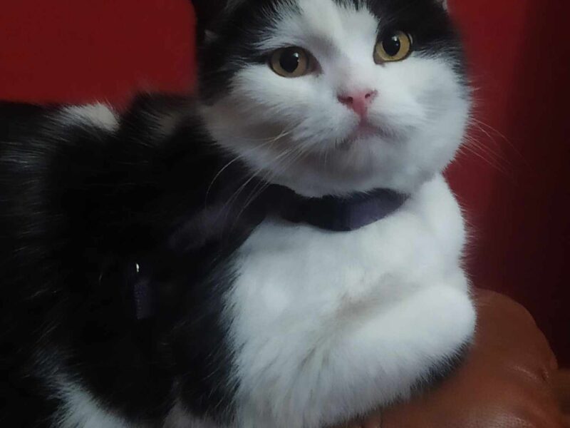 KOT ODNALEZIONY - Zaginął łaciaty kocur Bobek - Dąbrowa Górnicza