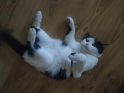 KOT ODNALEZIONY - Zaginął łaciaty kocur Bobek - Dąbrowa Górnicza