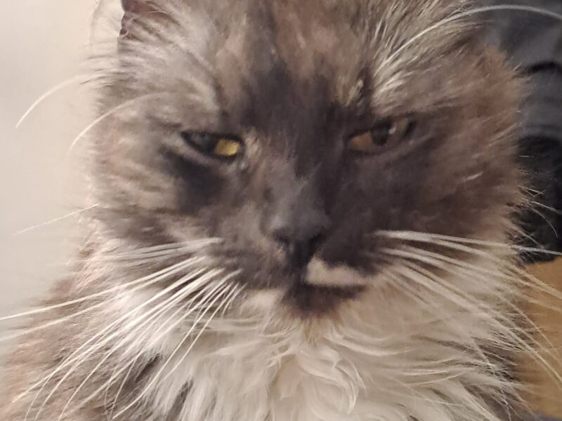 Zaginęła pięcioletnia kotka