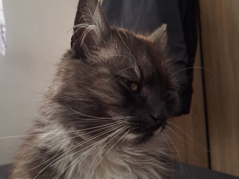 Zaginęła pięcioletnia kotka