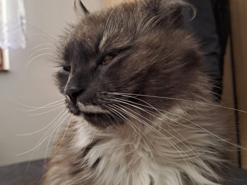 Zaginęła pięcioletnia kotka