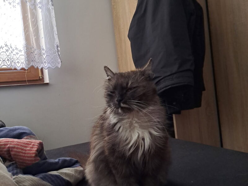 Zaginęła pięcioletnia kotka