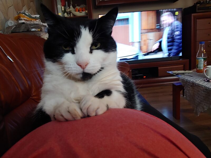 Zaginęła kotka okolice miejscowości Wiąg