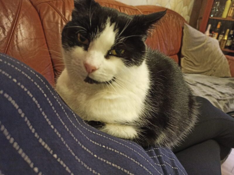 Zaginęła kotka okolice miejscowości Wiąg