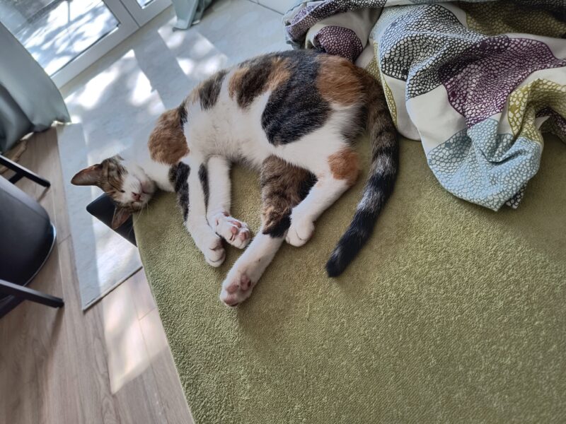 Zaginęła kotka bardzo proszę o pomoc