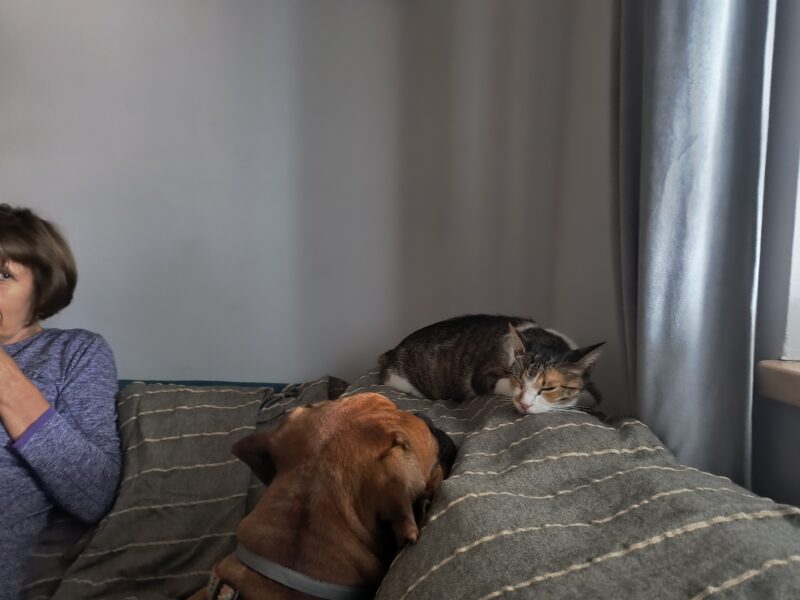 Zaginęła kotka bardzo proszę o pomoc