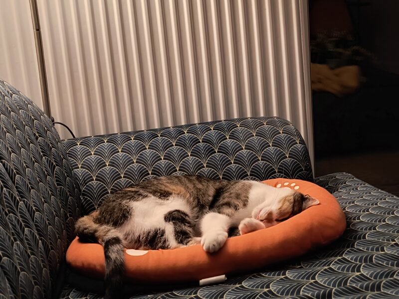 Zaginęła kotka bardzo proszę o pomoc