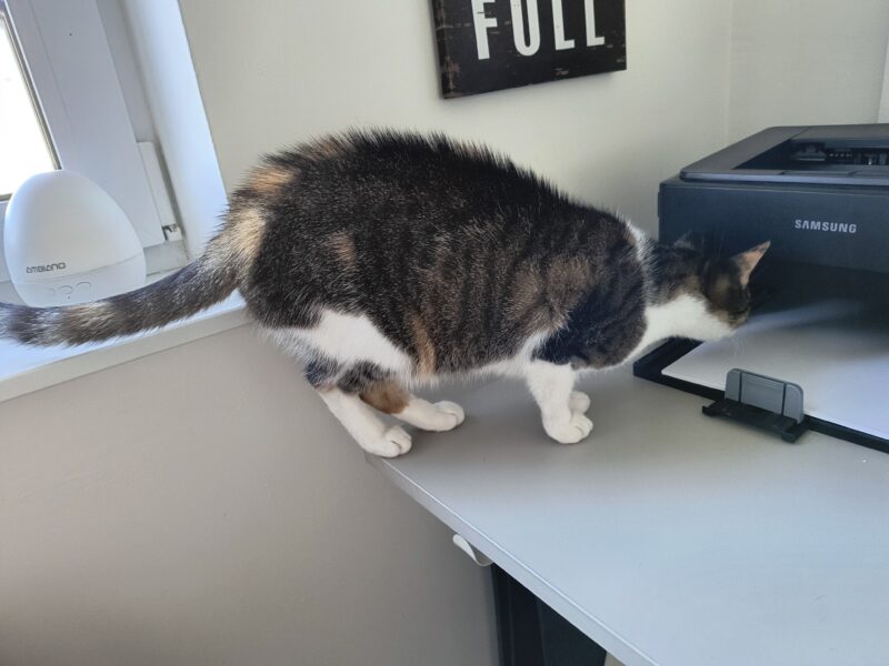 Zaginęła kotka bardzo proszę o pomoc