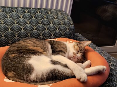 Zaginęła kotka bardzo proszę o pomoc