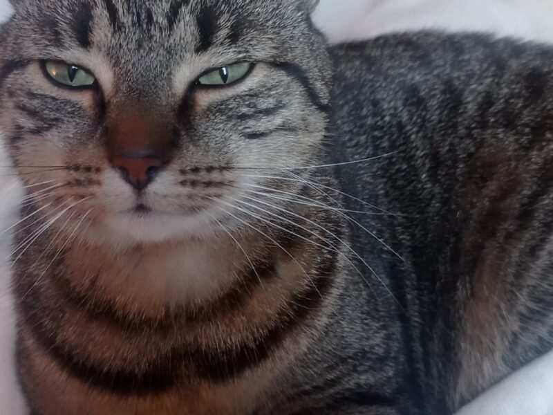 Zaginęła kotka Kaja