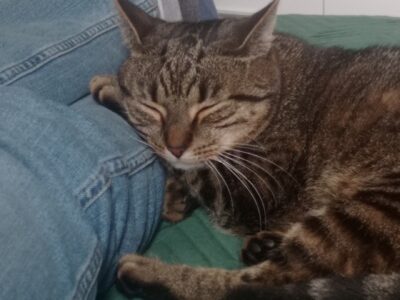 Zaginęła kotka Kaja