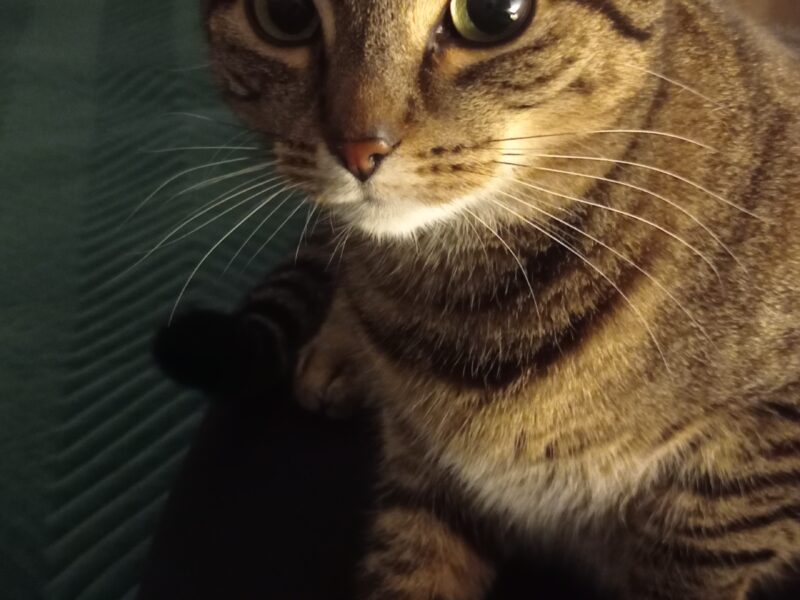 Zaginęła kotka Kaja