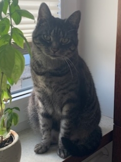 Zaginął kocurek w Pobiedziskach