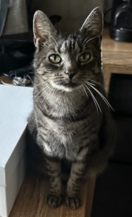 Zaginął kocurek w Pobiedziskach