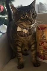 Zaginął kocurek w Pobiedziskach