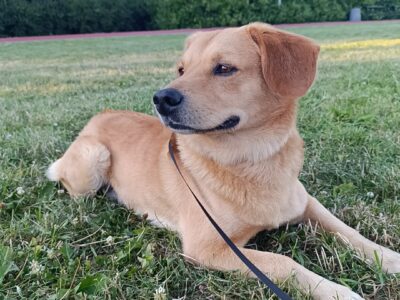 Zaginął piesek Misio