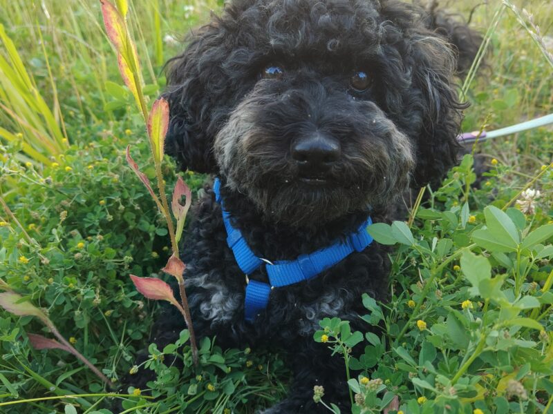 Zaginął Pudel Miniaturowy