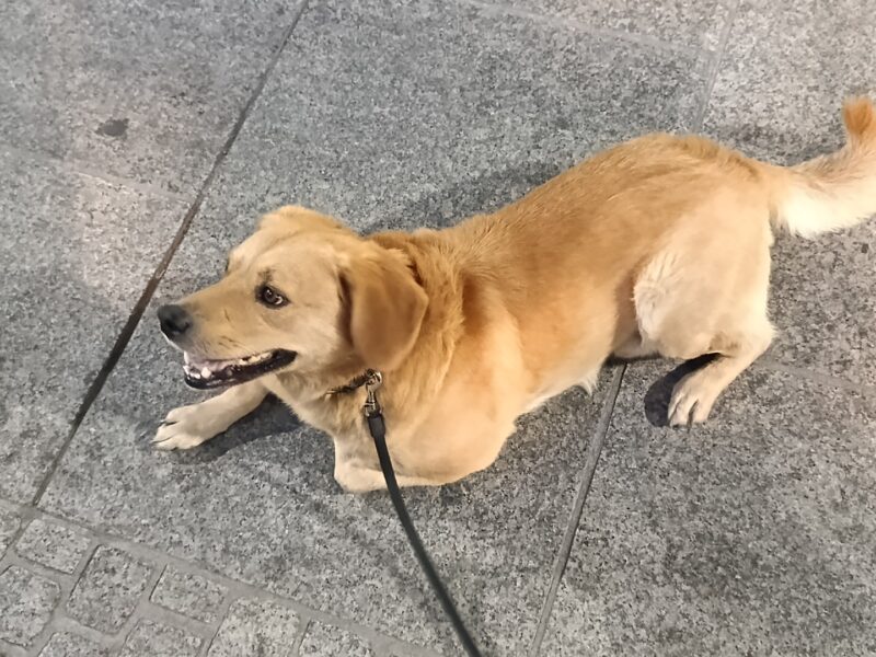 Zaginął piesek Misio