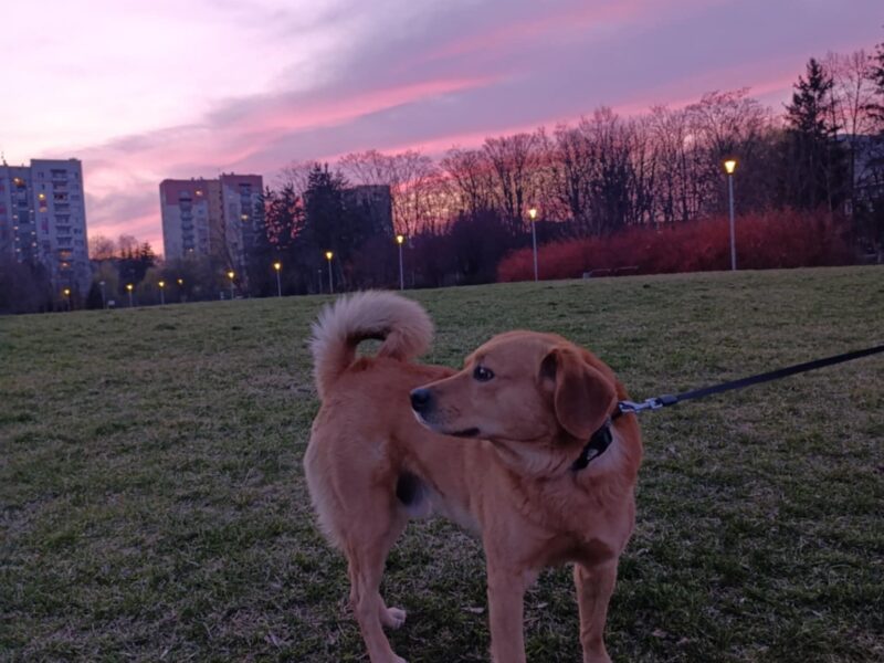 Zaginął piesek Misio