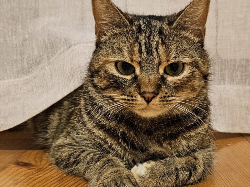 Zaginęła Kotka - Ciechanów