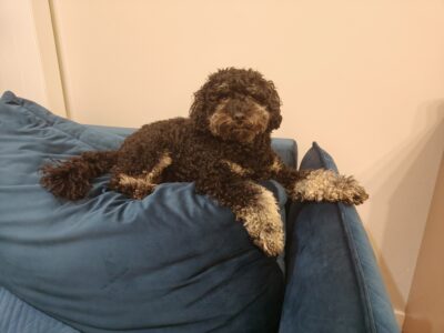 Zaginął Pudel Miniaturowy