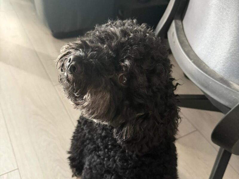 Zaginął Pudel Miniaturowy