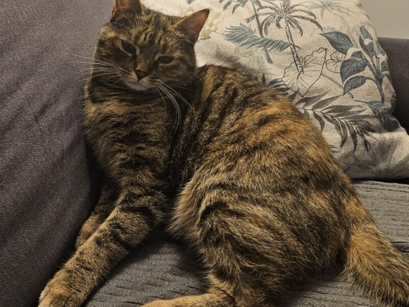 Zaginęła Kotka - Ciechanów