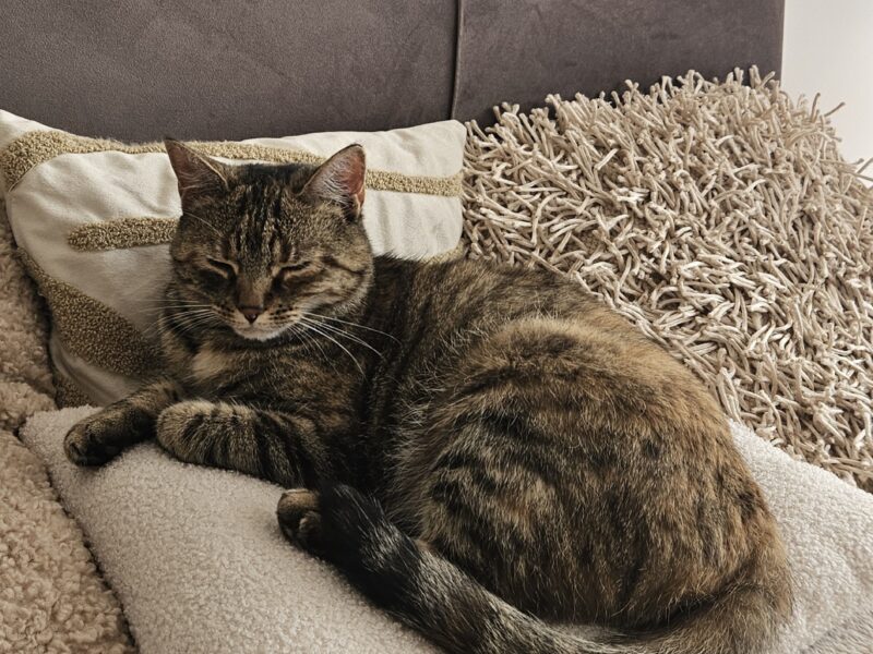 Zaginęła Kotka - Ciechanów