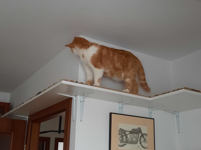 Zaginął kot Rudaszek