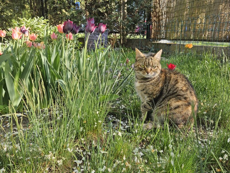 Zaginęła Kotka - Ciechanów