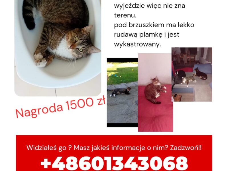 Zaginął kot Wiesiu