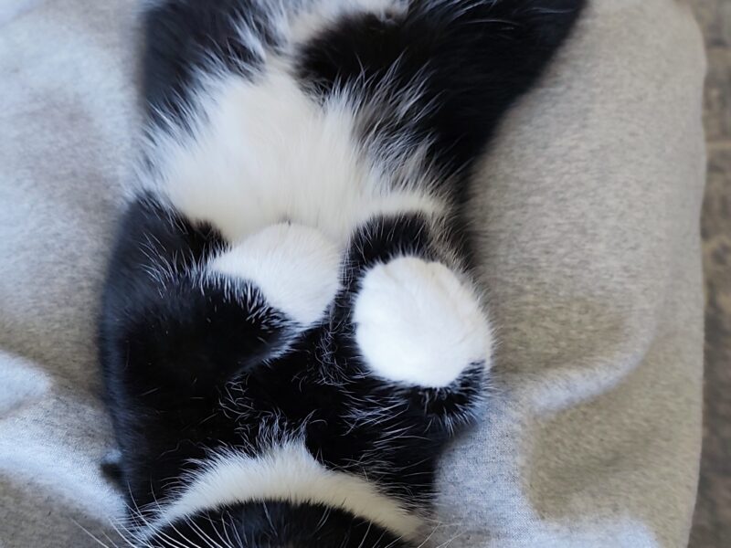 Zaginęła roczna kotka Milka