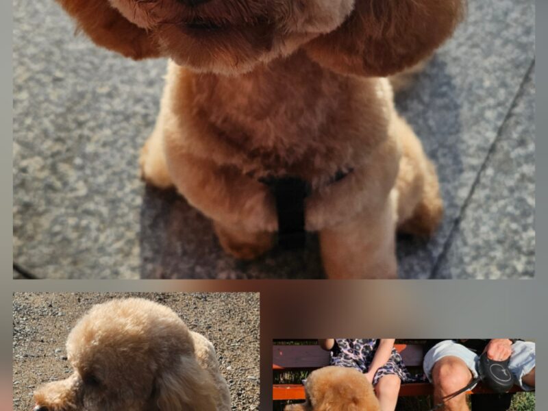 Zaginął Piesek Asti