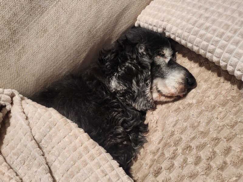 Zaginął 15-letni Cocker Spaniel