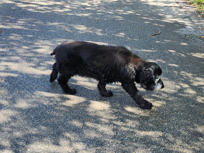 Zaginął 15-letni Cocker Spaniel