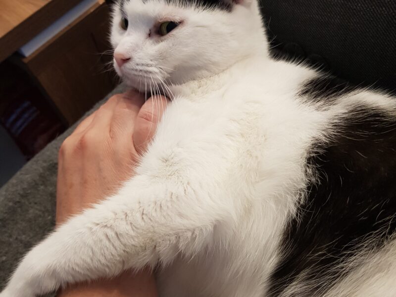 Zaginęła niewidoma koteczka Misia