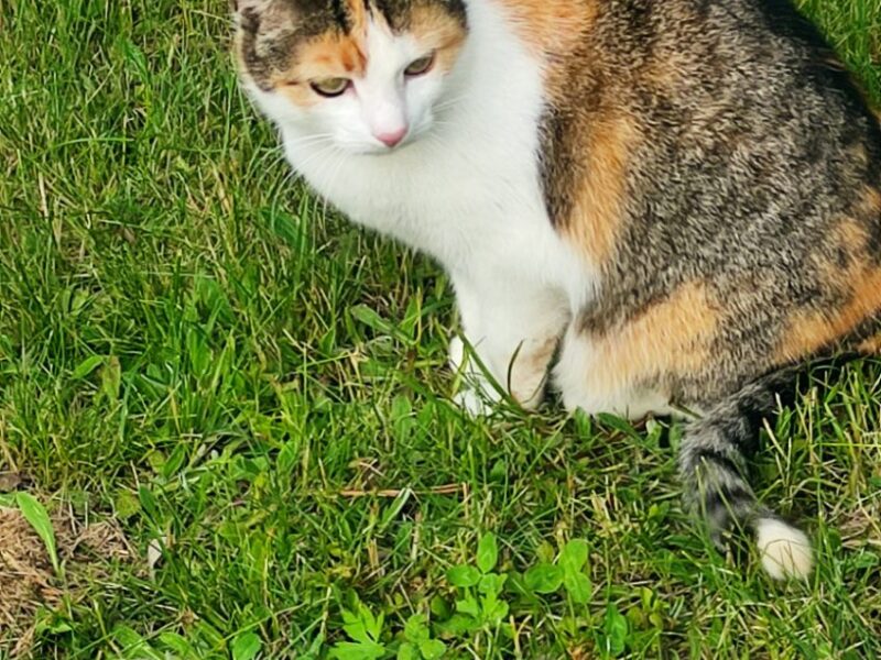 ZAGINĘŁA KOTKA! Nagroda dla znalazcy!