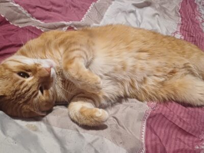 Zaginął Rudy Kot Benek