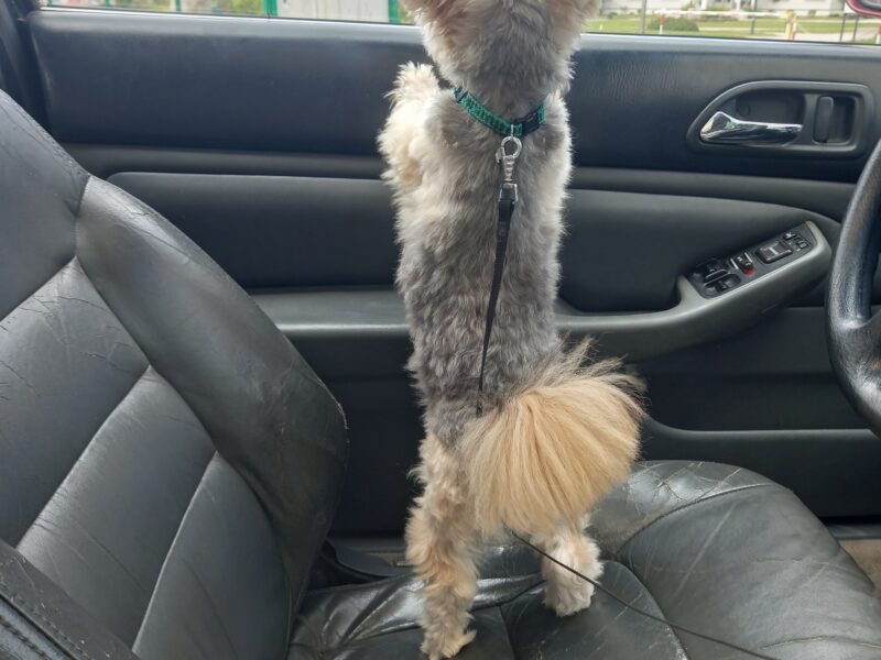 Zaginął pies w typie yorka