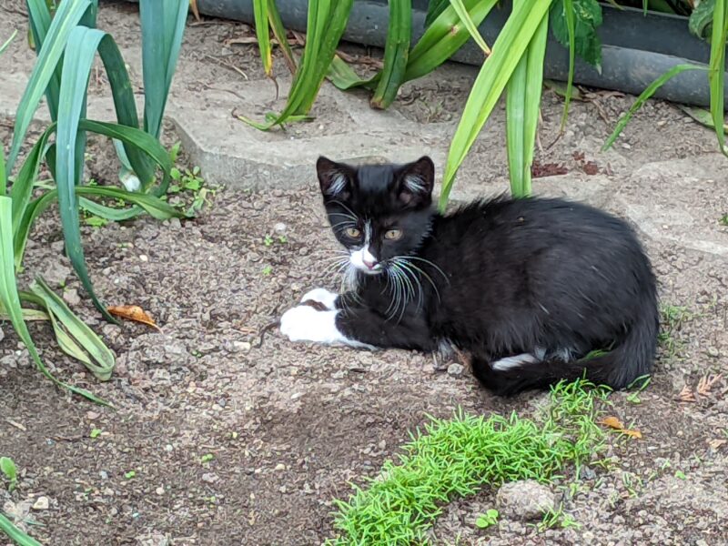 Zaginęły dwa kotki! Błagam o pomoc! Niekarmia i okolice. Nagroda dla znalazcy