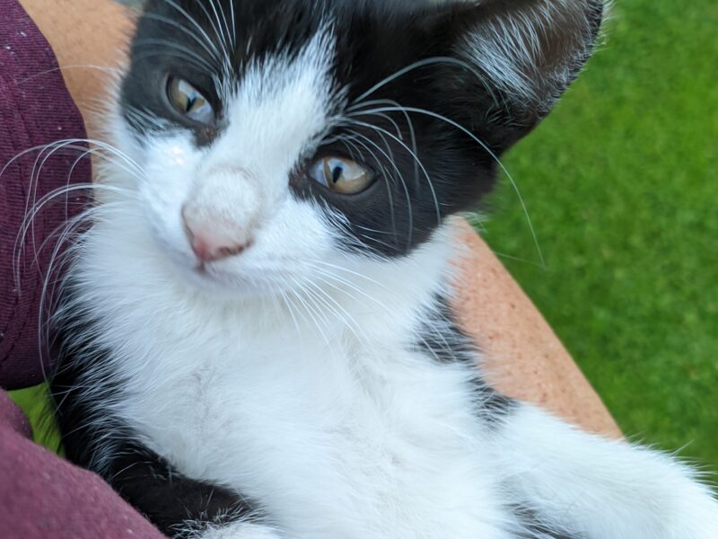 Zaginęły dwa kotki! Błagam o pomoc! Niekarmia i okolice. Nagroda dla znalazcy