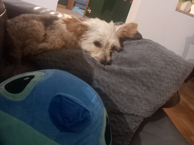 Zaginął pies w typie yorka