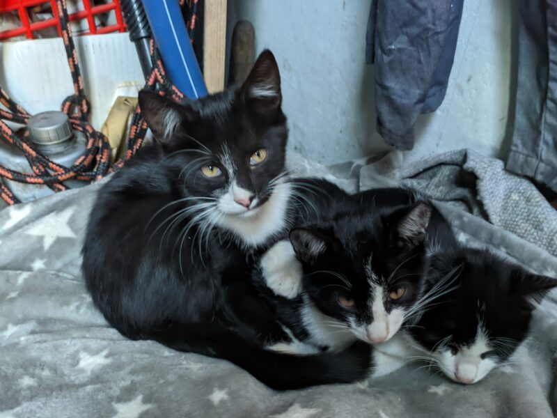 Zaginęły dwa kotki! Błagam o pomoc! Niekarmia i okolice. Nagroda dla znalazcy