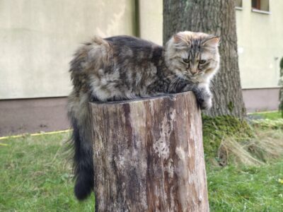 Zaginiona Kotka Syberyjska