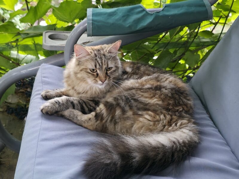 Zaginiona Kotka Syberyjska